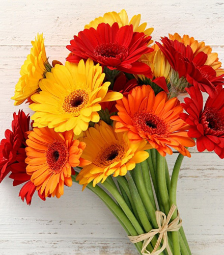 Гербера ПОШТУЧНО арт. 22