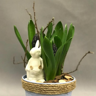 Кашпо с луковичными первоцветами S (гиацинты) S 13305