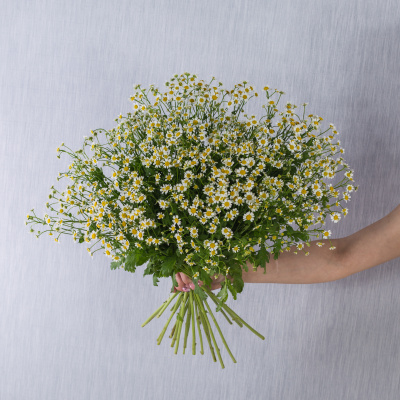 Букет из 25 мелких кустовых ромашек танацетумов с лентой арт. 50582