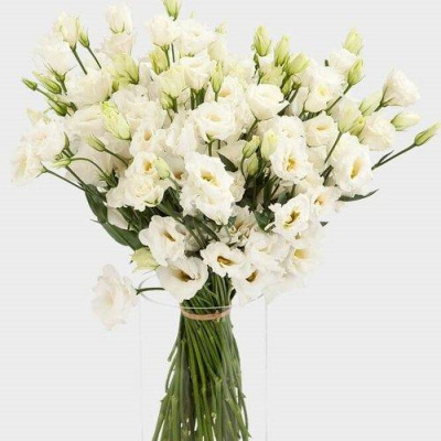 Букет из 25 Эустом (Лизиатус) 7342