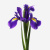 Ирис фиолетовый ПОШТУЧНО арт. 841